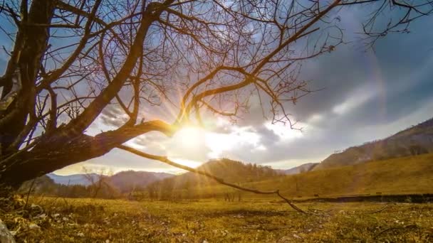 Time lapse of death tree and dry yellow grass at mountian landscape with clouds and sun rays. Movimiento deslizante horizontal — Vídeos de Stock