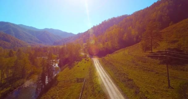 Mid air flight over fresh mountain river and meadow at sunny summer morning. Rural dirt road below. Cows and car. — Stock Video