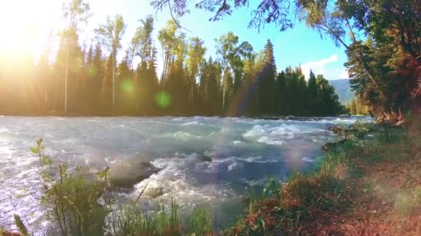 Prato sulla riva del fiume di montagna. Paesaggio con erba verde, pini e raggi del sole. Movimento su carrello scorrevole motorizzato. — Video Stock