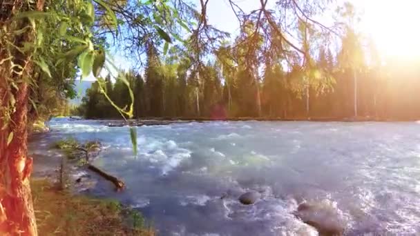 Meadow a hegyi folyóparton. Tájkép zöld fűvel, fenyőfákkal és napsugarakkal. Motoros tolókocsi mozgása. — Stock videók