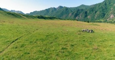 Yabani atların üzerinden uçarak çayırdaki sürüyü güderler. Bahar dağları vahşi doğa. Özgürlük ekolojisi kavramı.