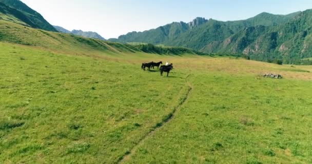 Vuelo sobre el rebaño de caballos salvajes en el prado. Primavera montañas naturaleza salvaje. Concepto de ecología de libertad. — Vídeo de stock