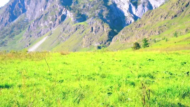 Pěší turistika muž na zelené horské louky s batohem. Letní sportovní a rekreační koncepce. — Stock video
