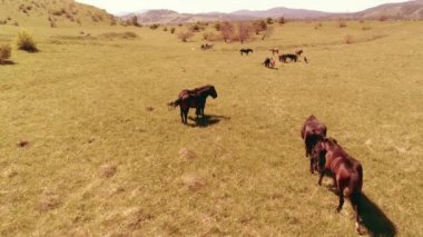Dağ çayırında vahşi atların üzerinden uçmak. Yaz dağları vahşi doğa. Özgürlük ekolojisi kavramı.