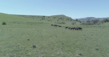 Dağ çayırında vahşi atların üzerinden uçmak. Yaz dağları vahşi doğa. Düz ham renk.