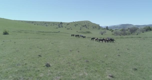 Vuelo sobre el rebaño de caballos salvajes en el prado de montaña. Verano montañas naturaleza salvaje. Color crudo plano. — Vídeos de Stock