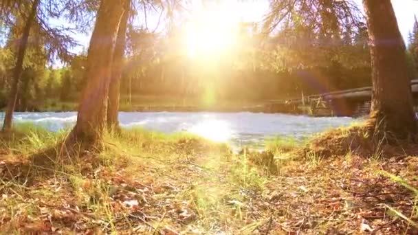 Äng vid bergsflodens strand. Landskap med grönt gräs, tallar och solstrålar. Rörelse på motordriven sliderdocka. — Stockvideo