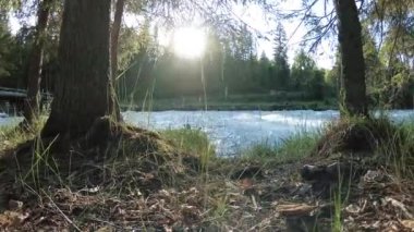 Dağ nehri kıyısındaki çayır. Yeşil çimlerle, çam ağaçlarıyla ve güneş ışınlarıyla kaplı bir manzara. Motorlu kaydırma kulesinde hareket.