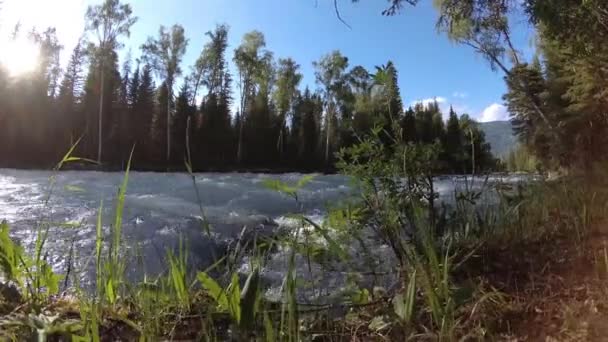 Meadow a hegyi folyóparton. Tájkép zöld fűvel, fenyőfákkal és napsugarakkal. Motoros tolókocsi mozgása. — Stock videók