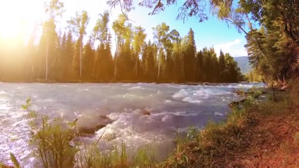 Äng vid bergsflodens strand. Landskap med grönt gräs, tallar och solstrålar. Rörelse på motordriven sliderdocka. — Stockvideo