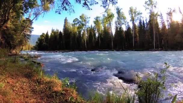 Prairie au bord de la rivière de montagne. Paysage avec herbe verte, pins et rayons du soleil. Mouvement sur poupée coulissante motorisée. — Video