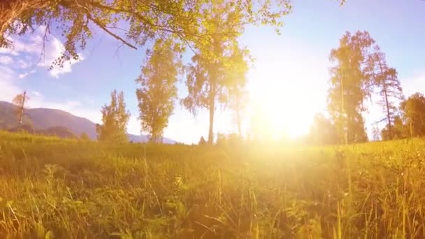 Napfényes vidéki rét a hegyvidéki táj zöld fű, fák és napsugarak. Diagonális elmozdulás motorizált csúszdás dömperen. — Stock videók