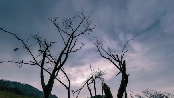 Zeitraffer von Todesbaum und trockenem, gelbem Gras in bergiger Landschaft mit Wolken und Sonnenstrahlen. Horizontale Schieberbewegung — Stockvideo