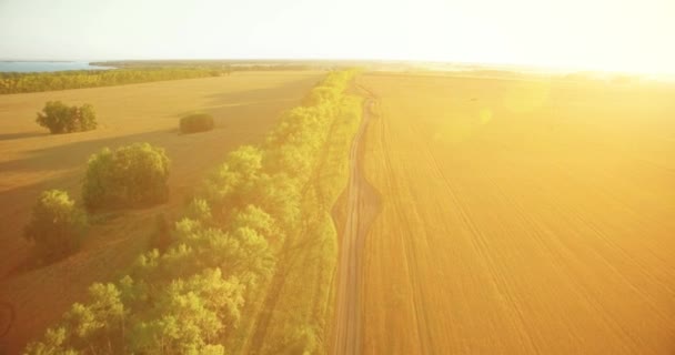 Widok z lotu ptaka UHD 4k. Niski Lot nad zielone i żółte wiejskich Pszeniczysko i drzewo linii — Wideo stockowe