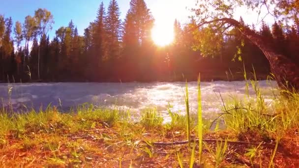 Prato sulla riva del fiume di montagna. Paesaggio con erba verde, pini e raggi del sole. Movimento su carrello scorrevole motorizzato. — Video Stock