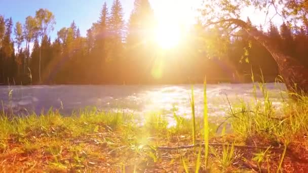 Prato sulla riva del fiume di montagna. Paesaggio con erba verde, pini e raggi del sole. Movimento su carrello scorrevole motorizzato. — Video Stock