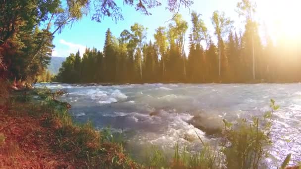 Meadow a hegyi folyóparton. Tájkép zöld fűvel, fenyőfákkal és napsugarakkal. Motoros tolókocsi mozgása. — Stock videók