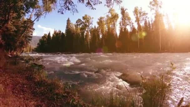 Prairie au bord de la rivière de montagne. Paysage avec herbe verte, pins et rayons du soleil. Mouvement sur poupée coulissante motorisée. — Video