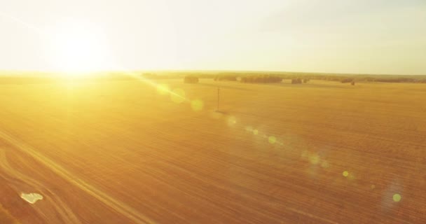 UHD 4K vista aérea. Vuelo en el aire sobre campo rural de trigo amarillo — Vídeos de Stock