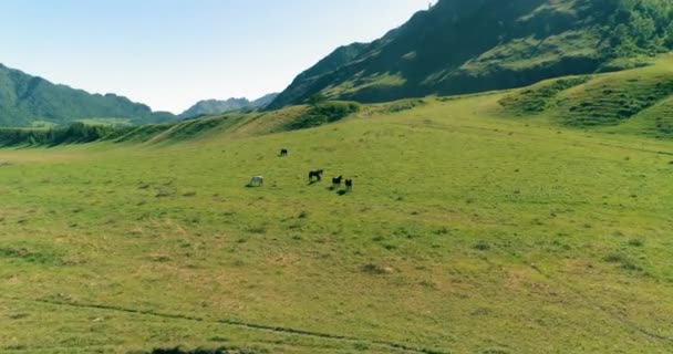 Vol au-dessus de chevaux sauvages troupeau sur prairie. Montagnes printanières nature sauvage. Liberté concept écologie. — Video