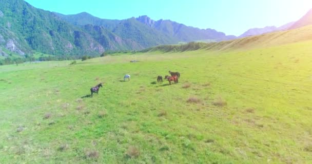 牧草地で野生の馬の群れの上の飛行。春の山野生の自然。自由生態学の概念. — ストック動画