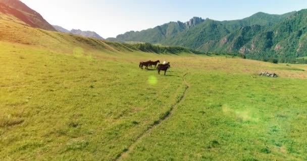 Volo sopra mandrie di cavalli selvatici sul prato. Primavera montagne natura selvaggia. Libertà concetto di ecologia. — Video Stock