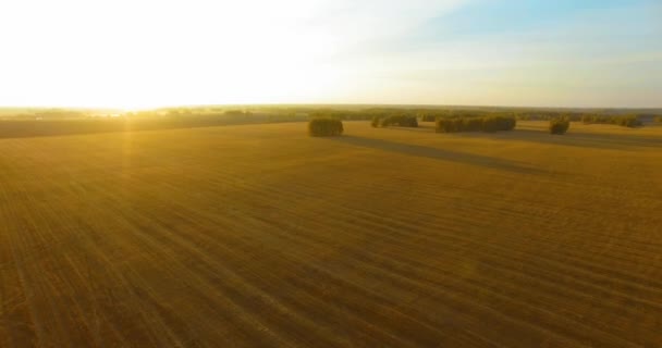 UHD 4K vista aérea. Vuelo en el aire sobre campo rural de trigo amarillo — Vídeos de Stock