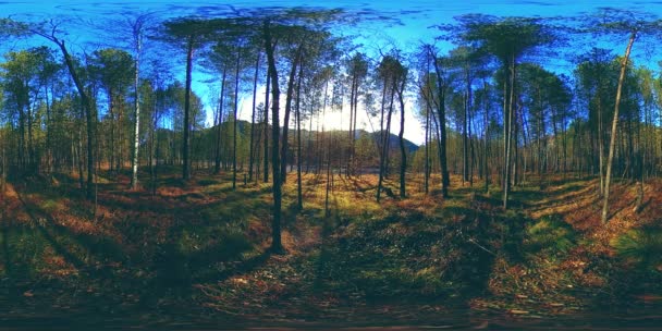 360 VR realtà virtuale di una montagna selvaggia, pineta e fiumi scorre. Parco nazionale, prato e raggi del sole. — Video Stock