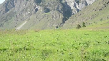 Sırt çantası ile yeşil dağ çayır üzerinde yürüyen adam hiking. Yaz spor ve eğlence kavramı.