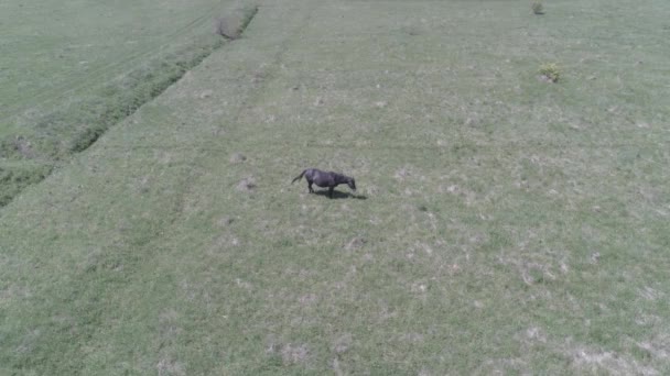 Vlucht over wilde paarden kudde op bergweide. Zomer bergen wilde natuur. Vlakke rauwe kleur. — Stockvideo