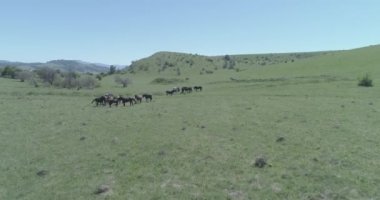 Dağ çayırında vahşi atların üzerinden uçmak. Yaz dağları vahşi doğa. Düz ham renk.