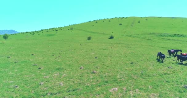 Lot nad dzikimi końmi stado na górskiej łące. Letnie góry dzika przyroda. Koncepcja ekologii wolności. — Wideo stockowe