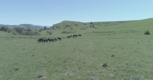 Voo sobre cavalos selvagens rebanho no prado da montanha. Verão montanhas natureza selvagem. Cor crua plana. — Vídeo de Stock