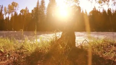 Dağ nehri kıyısındaki çayır. Yeşil çimlerle, çam ağaçlarıyla ve güneş ışınlarıyla kaplı bir manzara. Motorlu kaydırma kulesinde hareket.