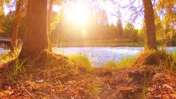 Meadow a hegyi folyóparton. Tájkép zöld fűvel, fenyőfákkal és napsugarakkal. Motoros tolókocsi mozgása. — Stock videók