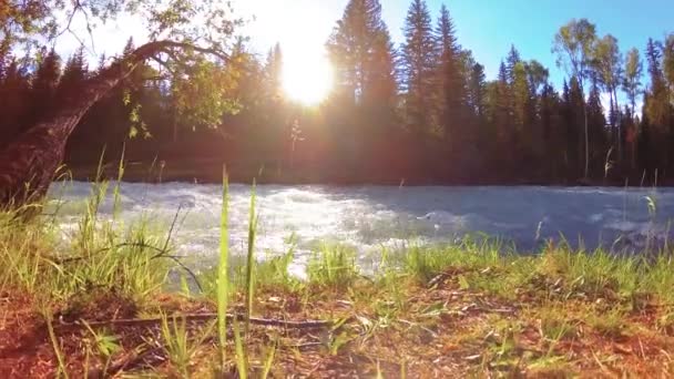 Meadow a hegyi folyóparton. Tájkép zöld fűvel, fenyőfákkal és napsugarakkal. Motoros tolókocsi mozgása. — Stock videók