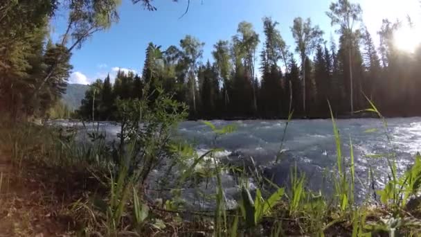 Meadow a hegyi folyóparton. Tájkép zöld fűvel, fenyőfákkal és napsugarakkal. Motoros tolókocsi mozgása. — Stock videók