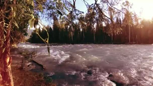 Łąka na górskim brzegu rzeki. Krajobraz z zieloną trawą, sosnami i promieniami słońca. Ruch na zmotoryzowanym wózku suwakowym. — Wideo stockowe