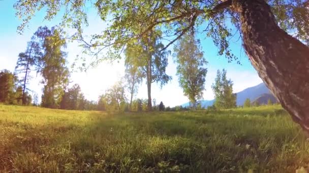 Pradera rural soleada en el paisaje de montaña con hierba verde, árboles y rayos de sol. Movimiento diagonal en la muñeca deslizante motorizada. — Vídeo de stock