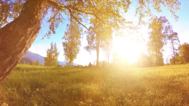 Prairie rurale ensoleillée au paysage de montagne avec herbe verte, arbres et rayons du soleil. Mouvement diagonal sur poupée coulissante motorisée. — Video