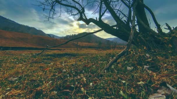 Time lapse di albero della morte e erba gialla secca a paesaggio montano con nuvole e raggi di sole. Movimento cursore orizzontale — Video Stock