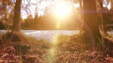 Dağ nehri kıyısındaki çayır. Yeşil çimlerle, çam ağaçlarıyla ve güneş ışınlarıyla kaplı bir manzara. Motorlu kaydırma kulesinde hareket.