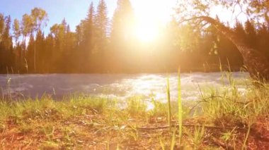 Dağ nehri kıyısındaki çayır. Yeşil çimlerle, çam ağaçlarıyla ve güneş ışınlarıyla kaplı bir manzara. Motorlu kaydırma kulesinde hareket.