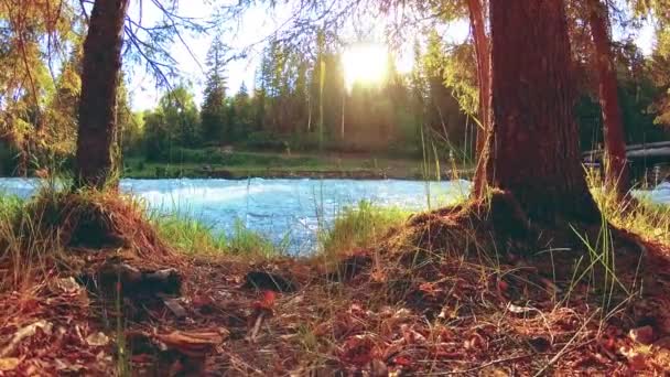 Meadow a hegyi folyóparton. Tájkép zöld fűvel, fenyőfákkal és napsugarakkal. Motoros tolókocsi mozgása. — Stock videók