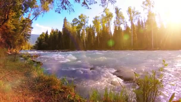 Äng vid bergsflodens strand. Landskap med grönt gräs, tallar och solstrålar. Rörelse på motordriven sliderdocka. — Stockvideo