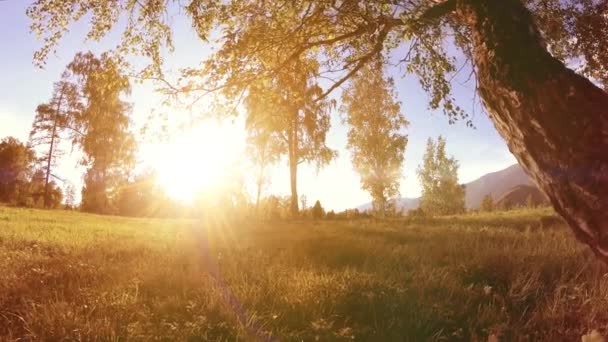 Sonnige ländliche Wiese in Berglandschaft mit grünem Gras, Bäumen und Sonnenstrahlen. Diagonale Bewegung auf motorisiertem Schiebewagen. — Stockvideo