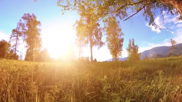 Napfényes vidéki rét a hegyvidéki táj zöld fű, fák és napsugarak. Diagonális elmozdulás motorizált csúszdás dömperen. — Stock videók