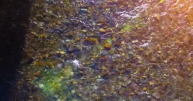 Güneşli yaz sabahında temiz ve taze bir dağ nehri üzerinde uçuşun ortasındayız. Üst görünüm ve yatay hareket