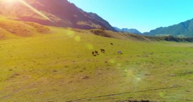 Yabani atların üzerinden uçarak çayırdaki sürüyü güderler. Bahar dağları vahşi doğa. Özgürlük ekolojisi kavramı.