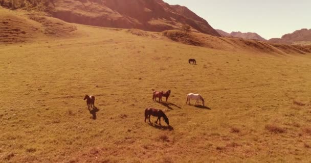 牧草地で野生の馬の群れの上の飛行。春の山野生の自然。自由生態学の概念. — ストック動画